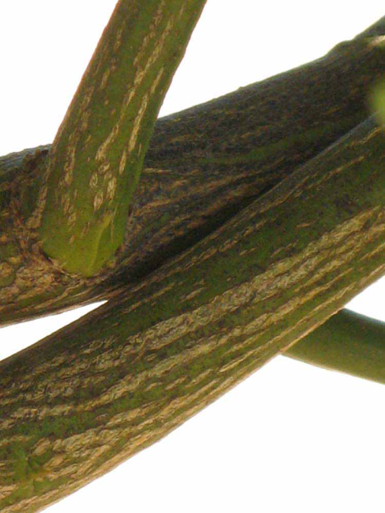              Second - third year twig (Riverside, CA)       